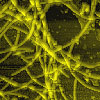 Nanoscale image