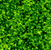 Nanoscale image