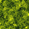 Nanoscale image
